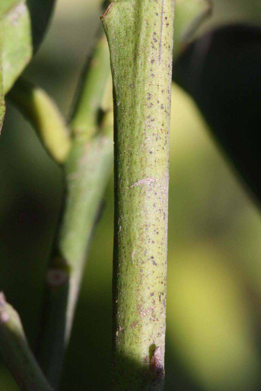            First year twig (Riverside, CA)   